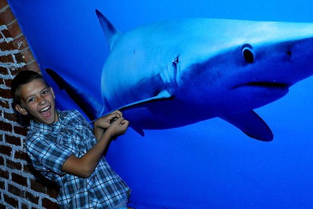 Фото экскурсии - Гранд Аквариум: подводный мир Красного моря вблизи - 15