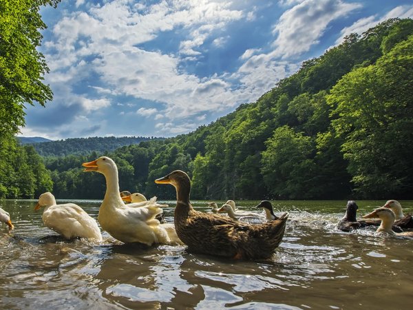 Олени, озеро Парз, треккинг с пикником и монастырь Гошаванк - фото 1