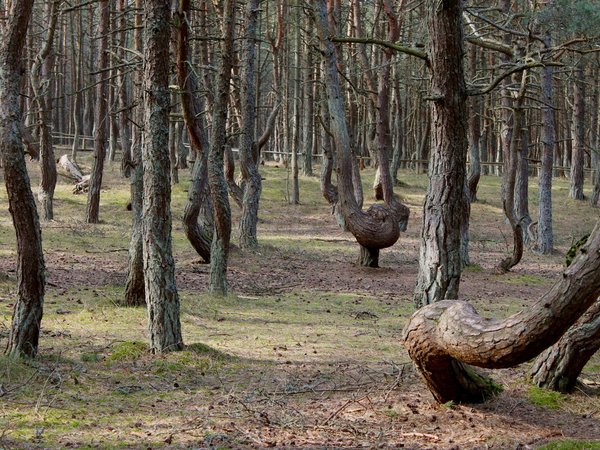 Из Калининграда — на Куршскую косу и в Зеленоградск - фото 2