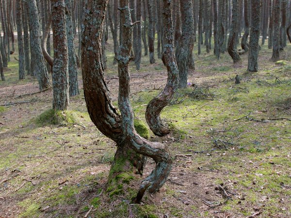 Из Калининграда — на Куршскую косу и в Зеленоградск