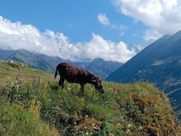 Северная Осетия: в сердце Дигорского ущелья (из Нальчика) - фото 2