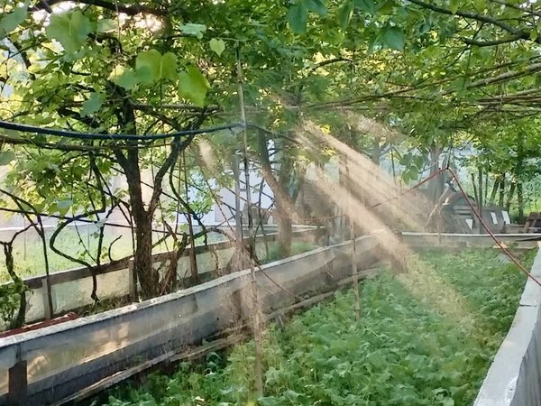 Гастроэкскурсия по первой улиточной ферме в Адлерском районе - фото 2