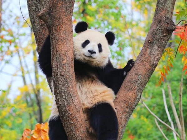 Чэнду: путешествие начинается с панд - фото 1
