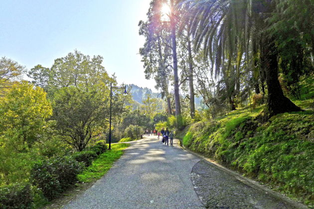 Фото экскурсии - Неспешная прогулка по живописным районам Батуми - 10