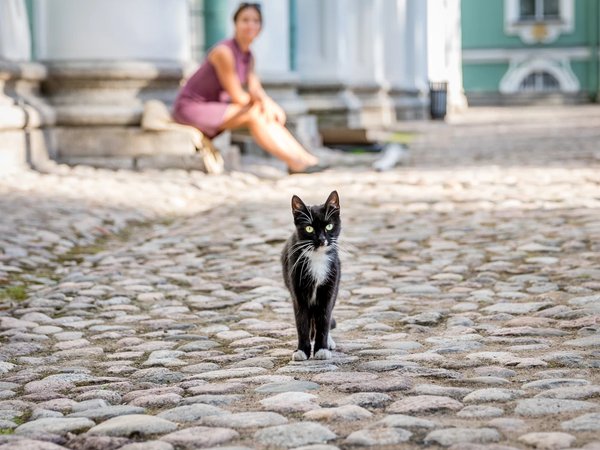 Экскурсия-квест для детей «коты в Эрмитаже» - фото 1