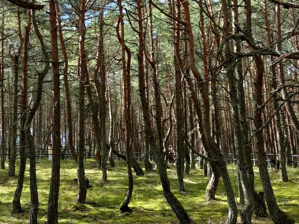 Куршская коса: древние легенды и сказочная реальность - фото 2