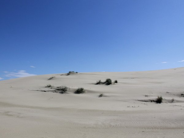 Куршская коса + Зеленоградск, Светлогорск и Янтарный - фото 4