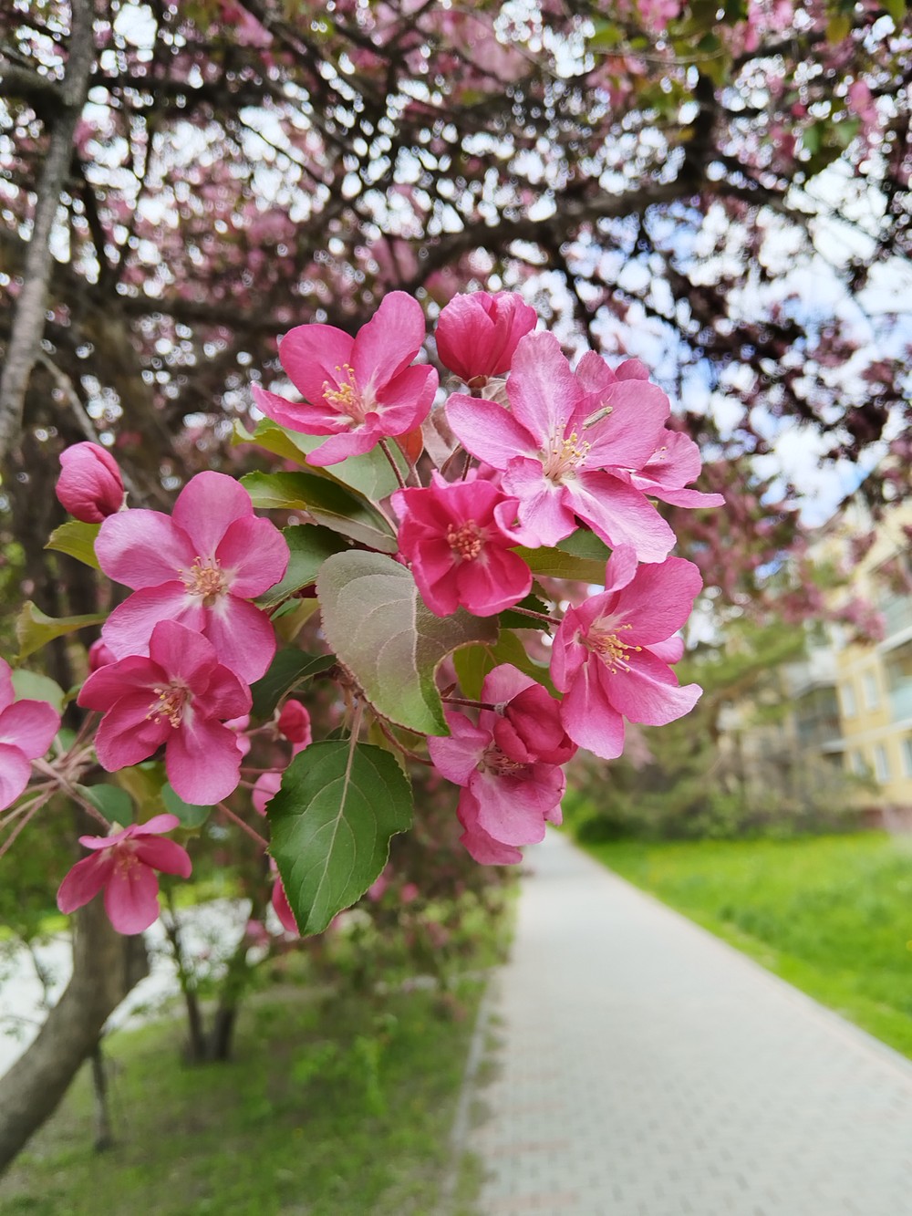 Фотопрогулка по Академгородку Новосибирска - фото 3