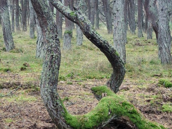 Первый раз на Куршской косе — из Зеленоградска - фото 3