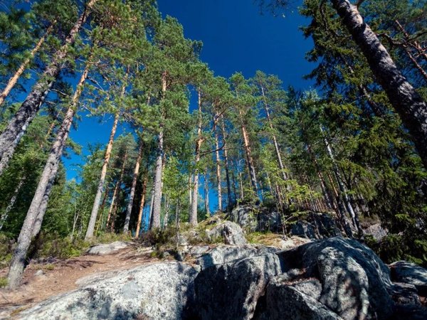 Природа Карелии: по следам древних ледников и Петра I - фото 2