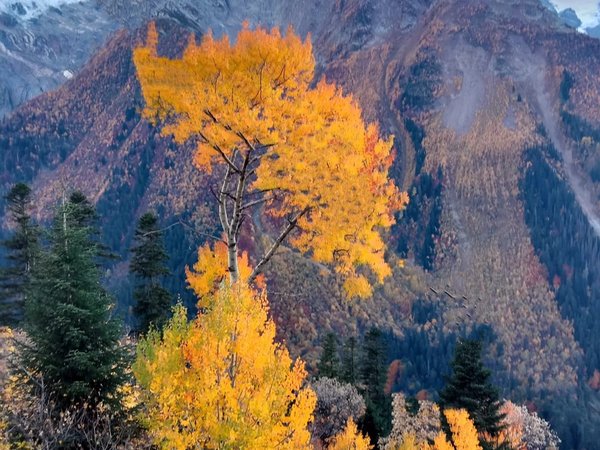 Групповая экскурсия в Домбай — к сердцу Кавказа - фото 4