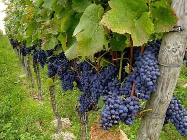 Край, где исполняются желания: по Кахетинскому кругу — бюджетно - фото 4