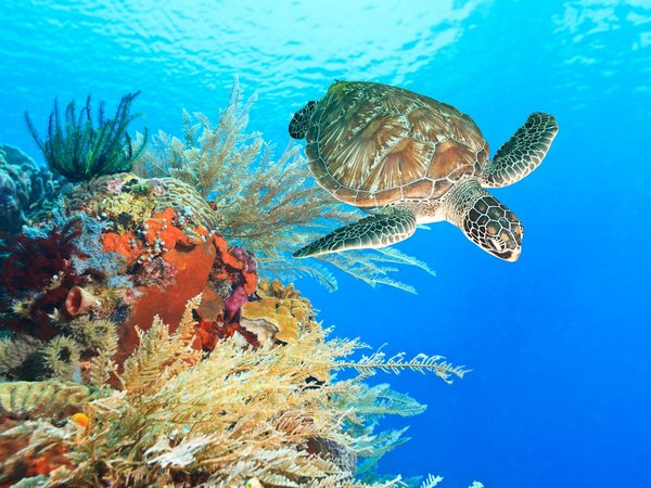 Тулум: снорклинг с морскими черепахами и купание в сеноте - фото 3