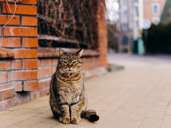 Удивительный Кранц-Зеленоградск и Куршская коса - фото 4
