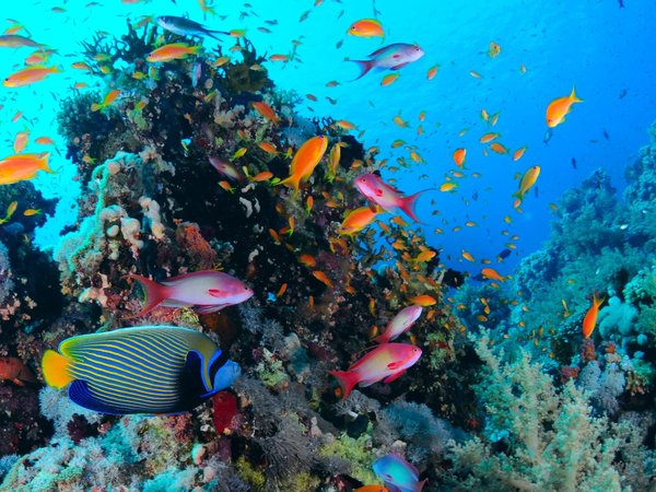 Подводный мир Красного моря лодке с прозрачным дном + трансфер - фото 1