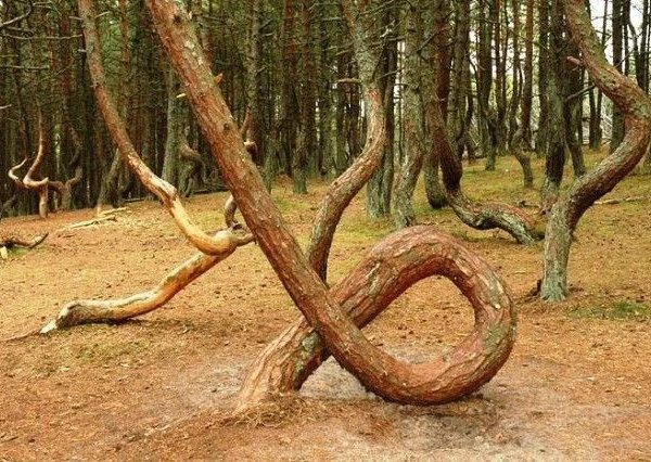 Тёплая прогулка по Куршской косе - фото 4