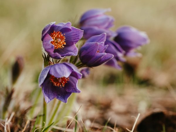 Каракольские озёра: жемчужное ожерелье Алтайских гор - фото 4