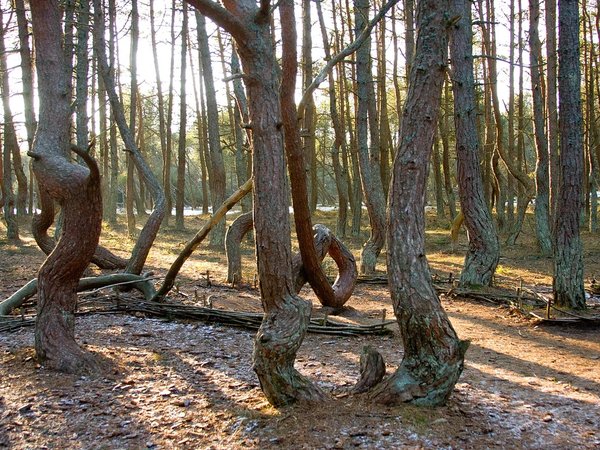 Куршская коса — магия дюн, ветра и сосен - фото 4