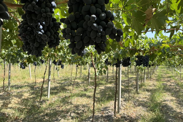 Фото экскурсии - Горы, сады, кишлаки, и дегустация барашка запеченного в тандыре. - 10