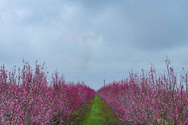 Фото экскурсии - Горы, сады, кишлаки, и дегустация барашка запеченного в тандыре. - 12