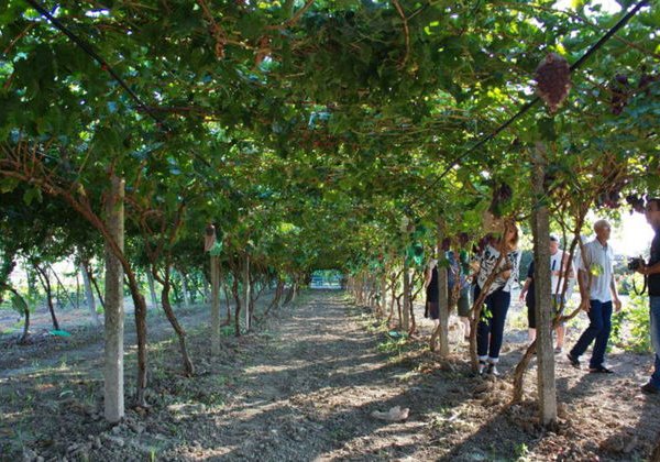 Винзавод Багизаган: дегустация редчайших вин Узбекистана - фото 3