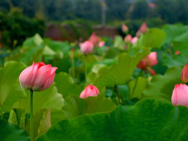 Долина лотосов — поездка из Анапы - фото 3