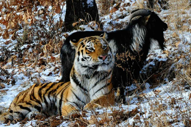 Фото - экскурсия: Трансфер: знаменитый Сафари-парк и бухта Стеклянная