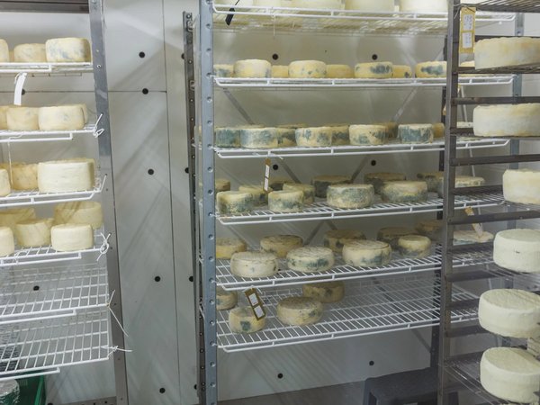 Экскурсия на сыроварню с мастер-классом и дегустацией — в Костроме - фото 4