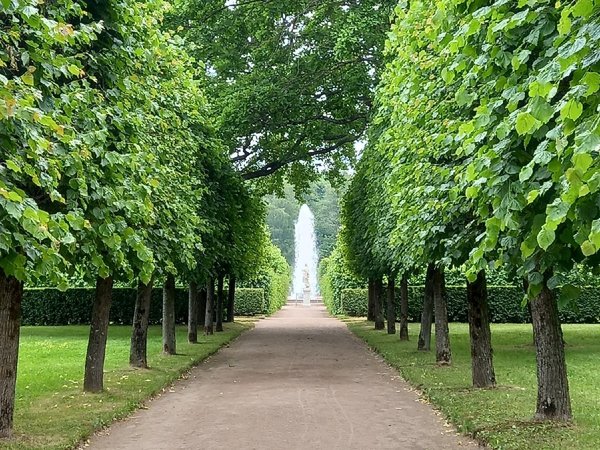 Два знаменитых парка Петергофа за 1 день - фото 3