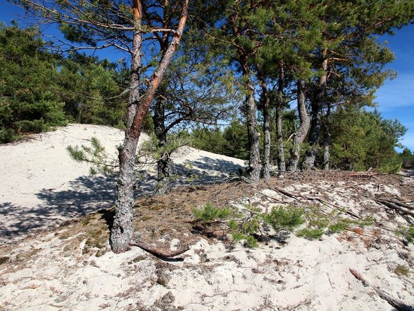 Куршская коса — природная сказка Балтики + курортный Зеленоградск - фото 3