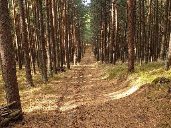 Пески времени: путешествие по Куршской косе - фото 4