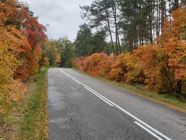 Пески времени: путешествие по Куршской косе - фото 2