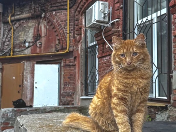Дворики старой Самары (в группе)