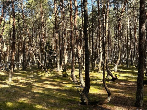 Загадки и чудеса Куршской косы - фото 4