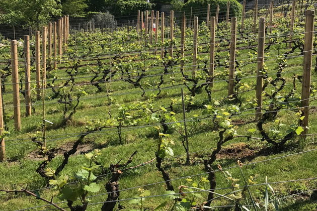 Фото экскурсии - Экскурсия по Монмартру с визитом в базилику Сакре-Кер - 8
