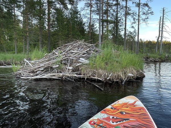 Из Петрозаводска — на сап-прогулку по древнему Лососинскому водохранилищу - фото 4