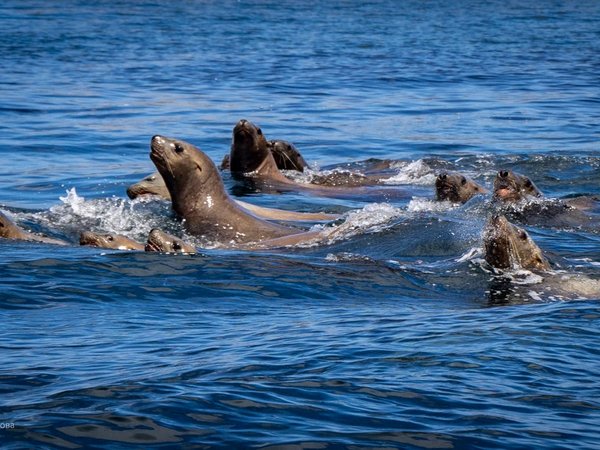 Дикое лежбище морских львов на Сахалине - фото 1