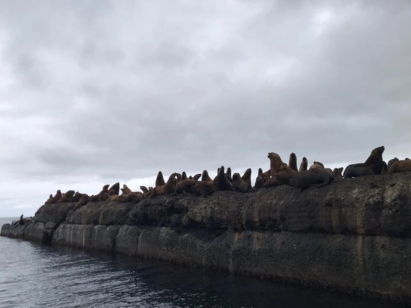 Дикое лежбище морских львов на Сахалине - фото 4