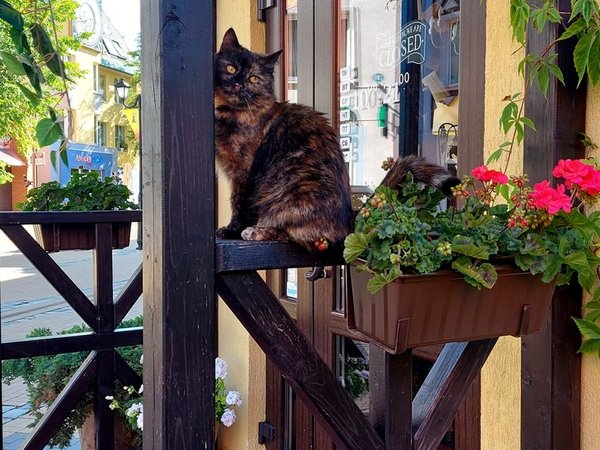 «Привет из Кранца»: Старый Кранц в истории и открытках - фото 2