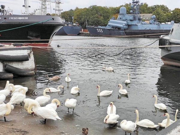 Трансфер из аэропорта Калининграда с экскурсией по Балтийскому побережью - фото 2