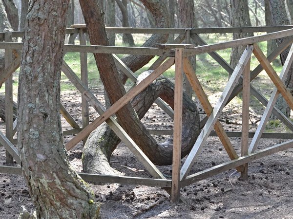 Природное и историческое богатство Куршской косы - фото 1