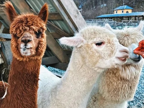 Большое путешествие из Адлера: Красная Поляна и Роза Хутор - фото 1
