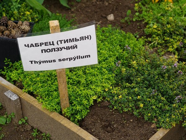 Прекрасный день в Смоленском Поозерье - фото 2