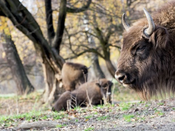 В Брестскую крепость и Беловежскую пущу — из Минска - фото 4