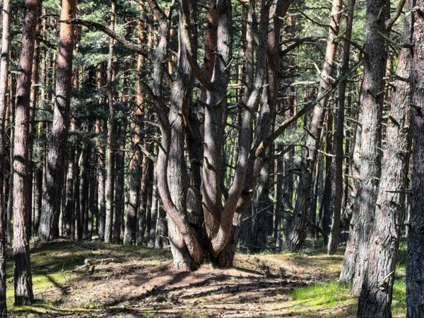 Куршская коса: нетривиальный маршрут (из Зеленоградска) - фото 2