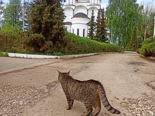 От кремлёвских стен — к монастырским святыням Переславля-Залесского - фото 3