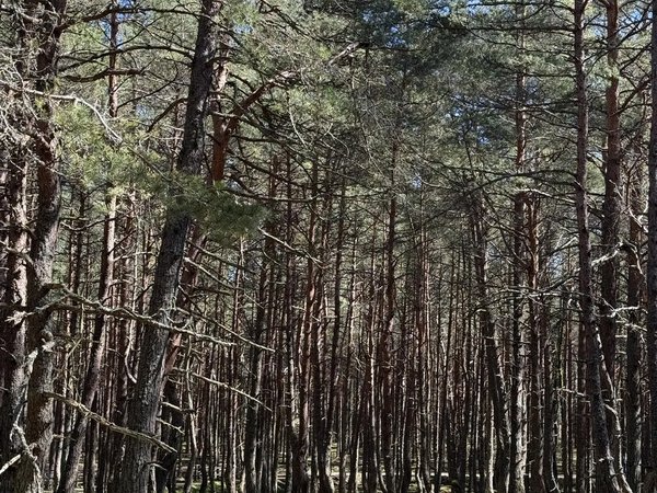 Куршская коса в птичьем разноголосье (из Калининграда и Зеленоградска) - фото 3