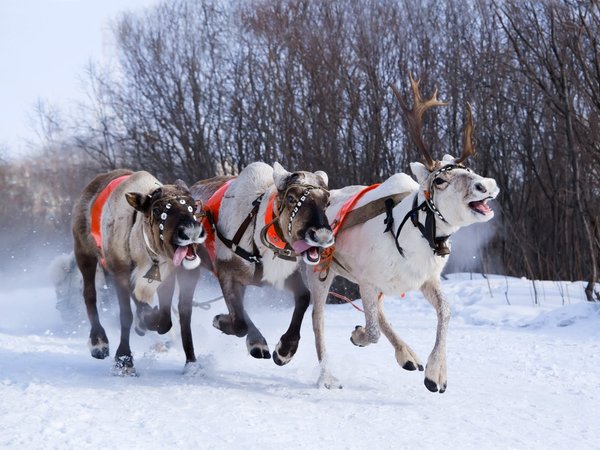 В гости к карельскому Деду Морозу! - фото 3