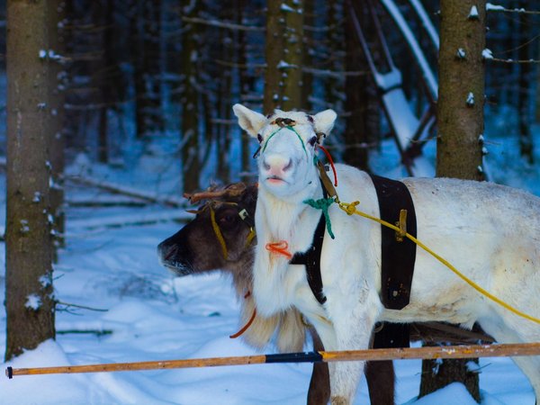 В гости к карельскому Деду Морозу! - фото 1