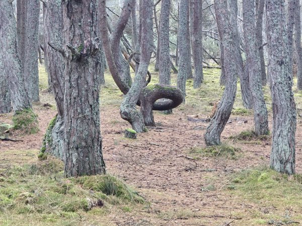 Куршская коса и Зеленоградск — из Калининграда - фото 2